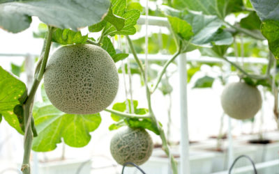 DINH DƯỠNG CHO CÂY DƯA LƯỚI