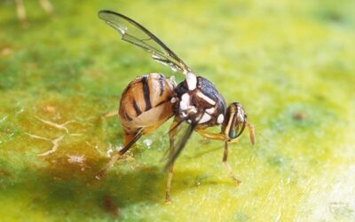 PHÒNG TRỪ RUỒI ĐỤC TRÁI