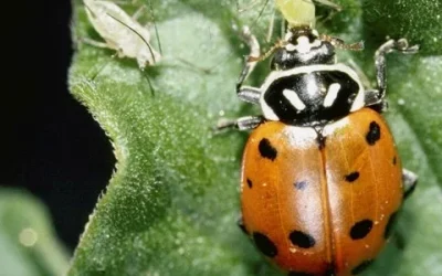 HIỆN TƯỢNG BỘT PHÁT SÂU HẠI