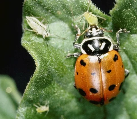 HIỆN TƯỢNG BỘT PHÁT SÂU HẠI