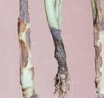 Phòng trừ bệnh lở cổ rễ