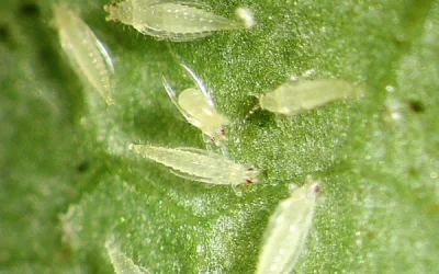 NGUYÊN NHÂN BỌ TRĨ GÂY HẠI NHIỀU TRONG NHÀ MÀNG ĐÔNG NAM BỘ