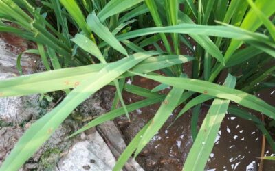 TẠI SAO CẦN HẠN CHẾ BÓN ĐẠM TRONG MÙA MƯA?