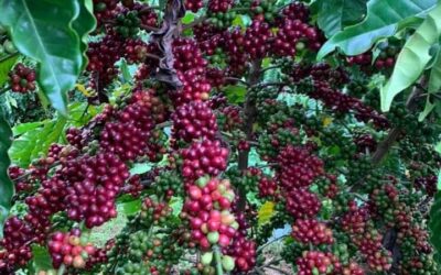 KỸ THUẬT TRỒNG CÀ PHÊ THẢ NGỌN