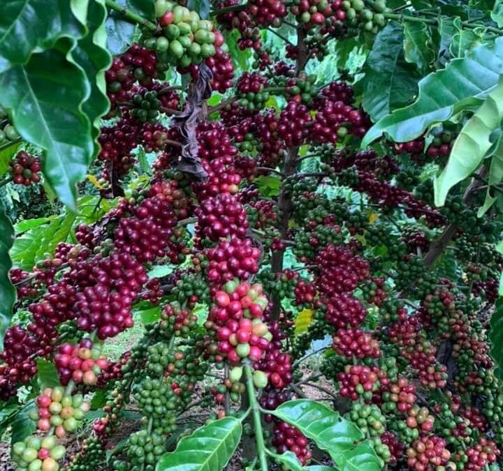 KỸ THUẬT TRỒNG CÀ PHÊ THẢ NGỌN